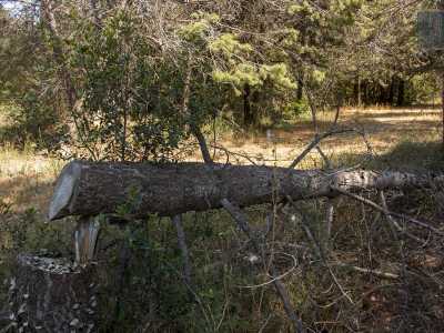 Anche se a un certo punto notiamo un albero spezzato, il cui tronco sembra essere stato tagliato a colpi di accetta